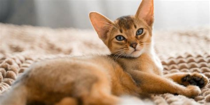 Abyssinian X Tabby: A Comprehensive Guide to This Unique Cat Breed Mix