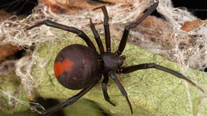 Australia Spiders: Exploring the Fascinating World of Arachnids Down Under