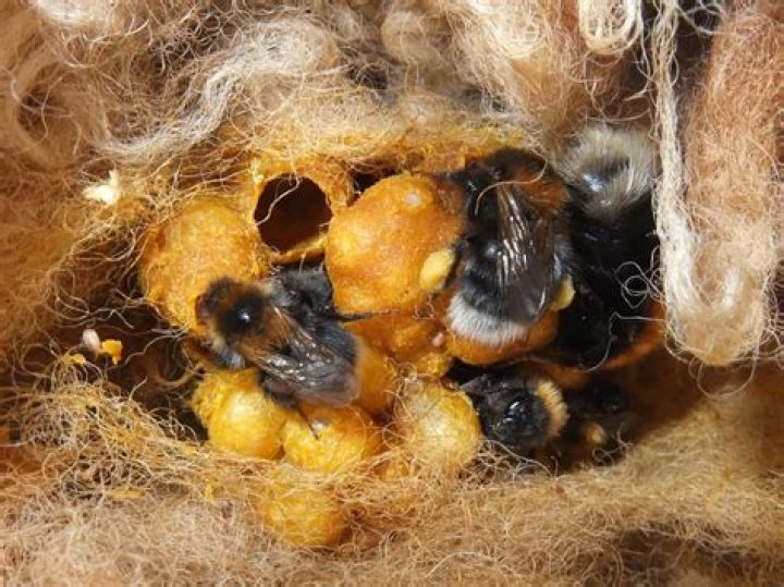 Bee-In: The Ultimate Guide to Understanding Bee-In Events and Their Importance