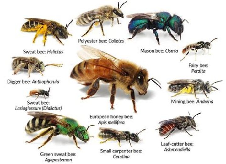 Beez: The Fascinating World of Bees and Their Contributions to Our Planet