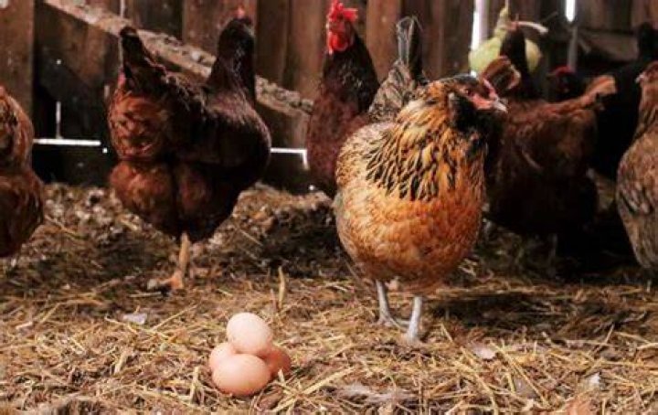 Do Chickens Produce Eggs Without a Rooster? Everything You Need to Know About Egg Production