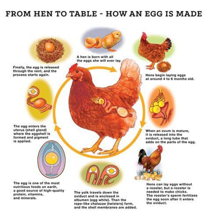 Do Hens Produce Eggs Without a Rooster? A Comprehensive Guide