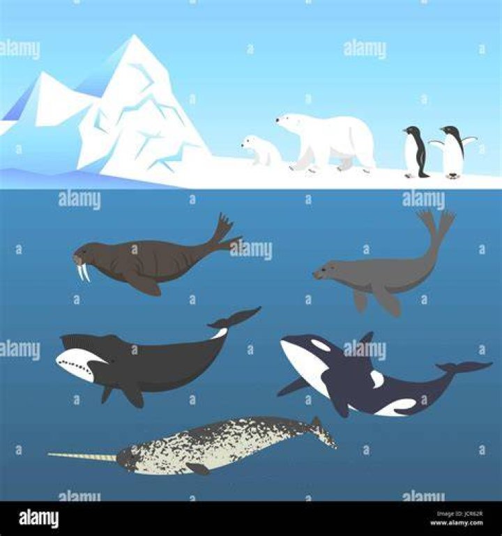 Do Killer Whales Eat Polar Bears: A Comprehensive Analysis of Their Feeding Habits