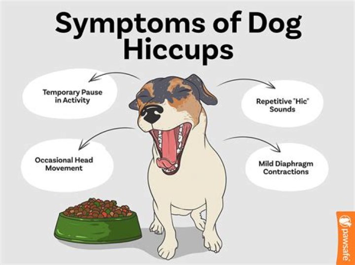 Dog Hiccups Sound: Understanding Causes, Symptoms, and Remedies