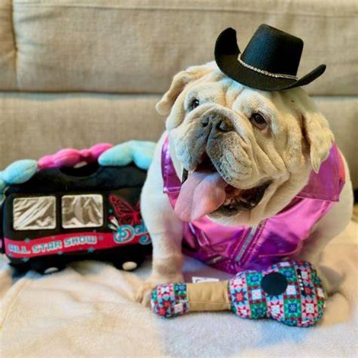 Dog with a Pinwheel Hat: A Fun and Trendy Fashion Statement for Your Furry Friend