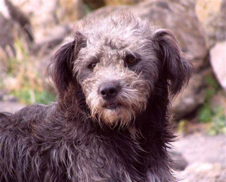 Dog with Human Eyes: The Fascinating Phenomenon Explained