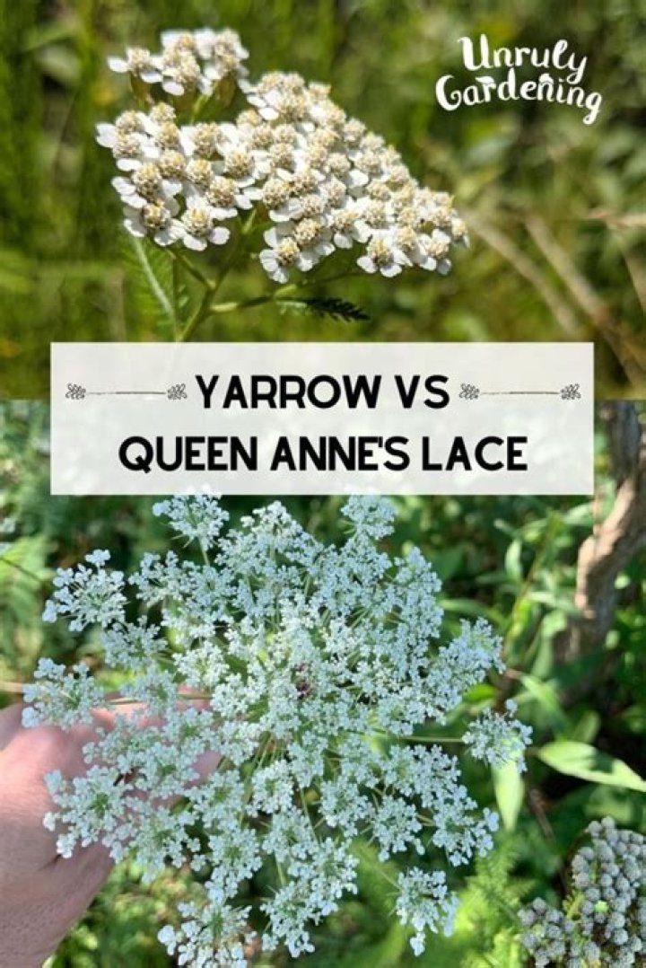 Exploring the Distinctive Features of Yarrow and Queen Anne's Lace