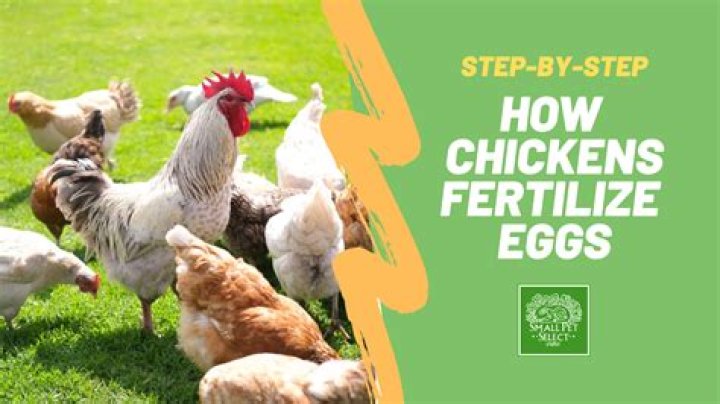 How Do Chicken Eggs Get Fertilized: A Comprehensive Guide