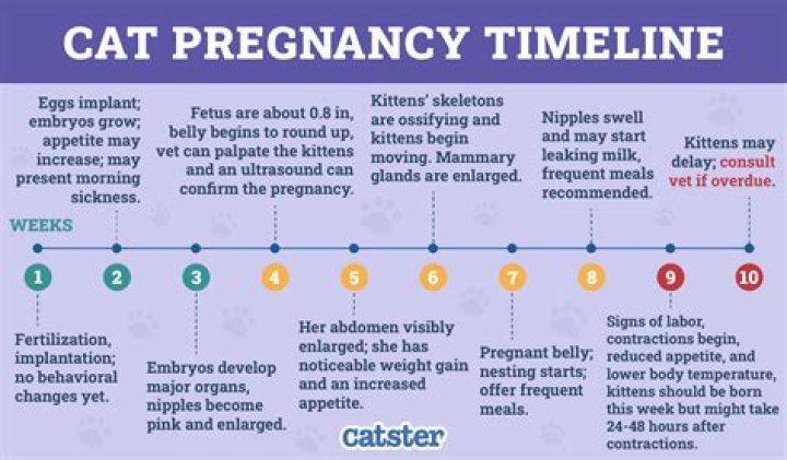 Kat Timpf Due Date: Everything You Need to Know About Her Pregnancy Timeline
