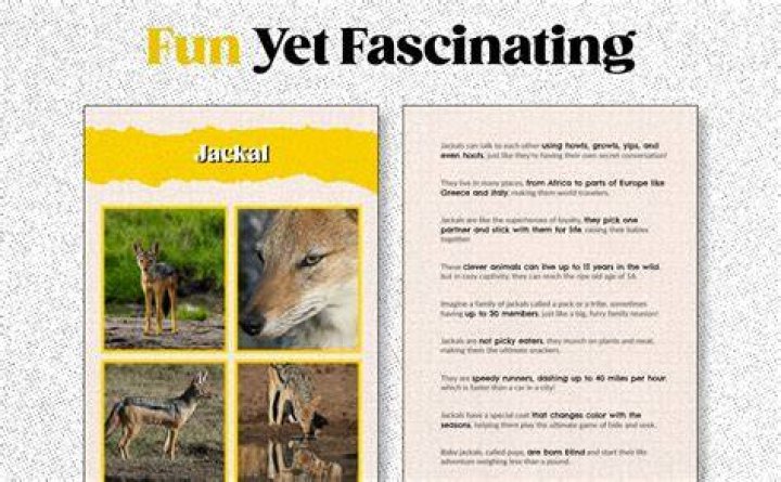 Laughing Donkey: The Fascinating Animal That Brings Joy to the Wild