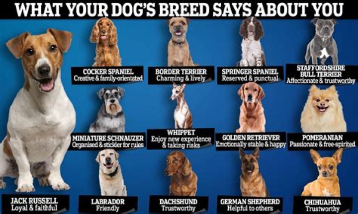 No Neck Dog: The Unique Breed and Its Fascinating Characteristics