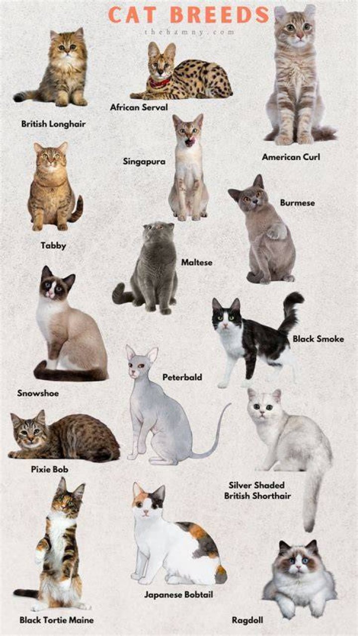 Strawberry Tabby Lesks: A Comprehensive Guide to This Unique Cat Breed