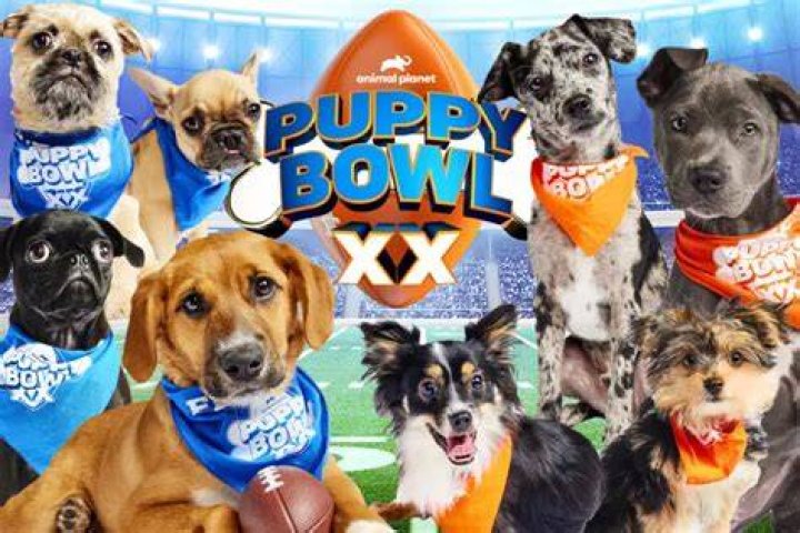 Sweet Pea Puppy Bowl: The Ultimate Guide to This Adorable Event