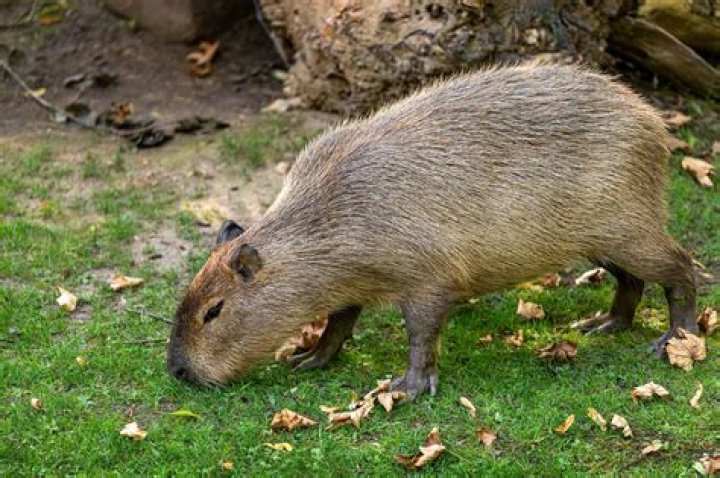 Turtle Rat: The Unique Rodent Species with Fascinating Traits