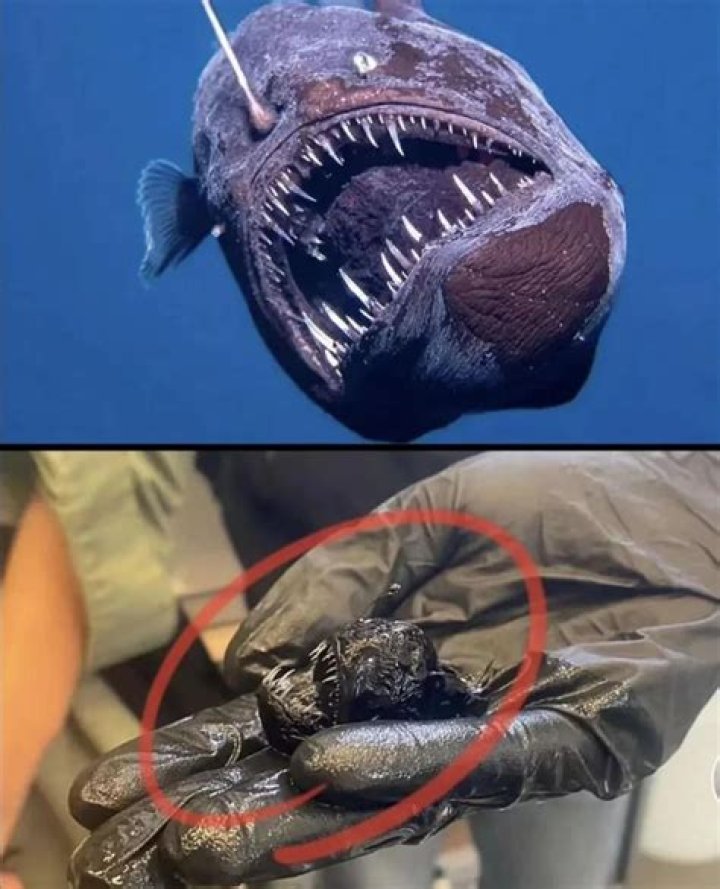 Unveiling the Mysteries of Angler Fish Size: A Comprehensive Guide