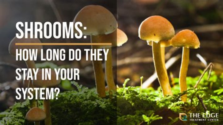 Unveiling the World of Shrooms Q: A Comprehensive Guide
