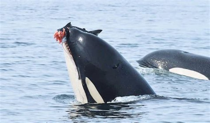 Would an Orca Eat a Polar Bear? Exploring the Marine Apex Predator's Diet